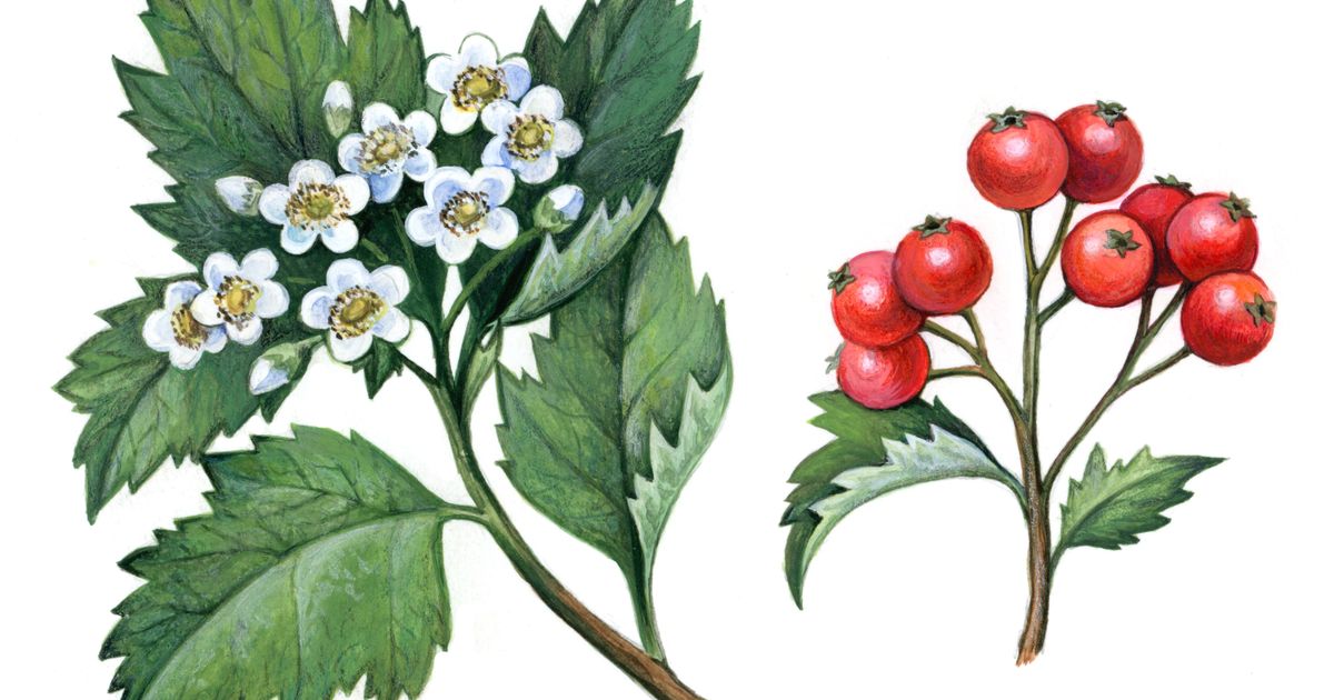 Боярышник. Большая российская энциклопедия