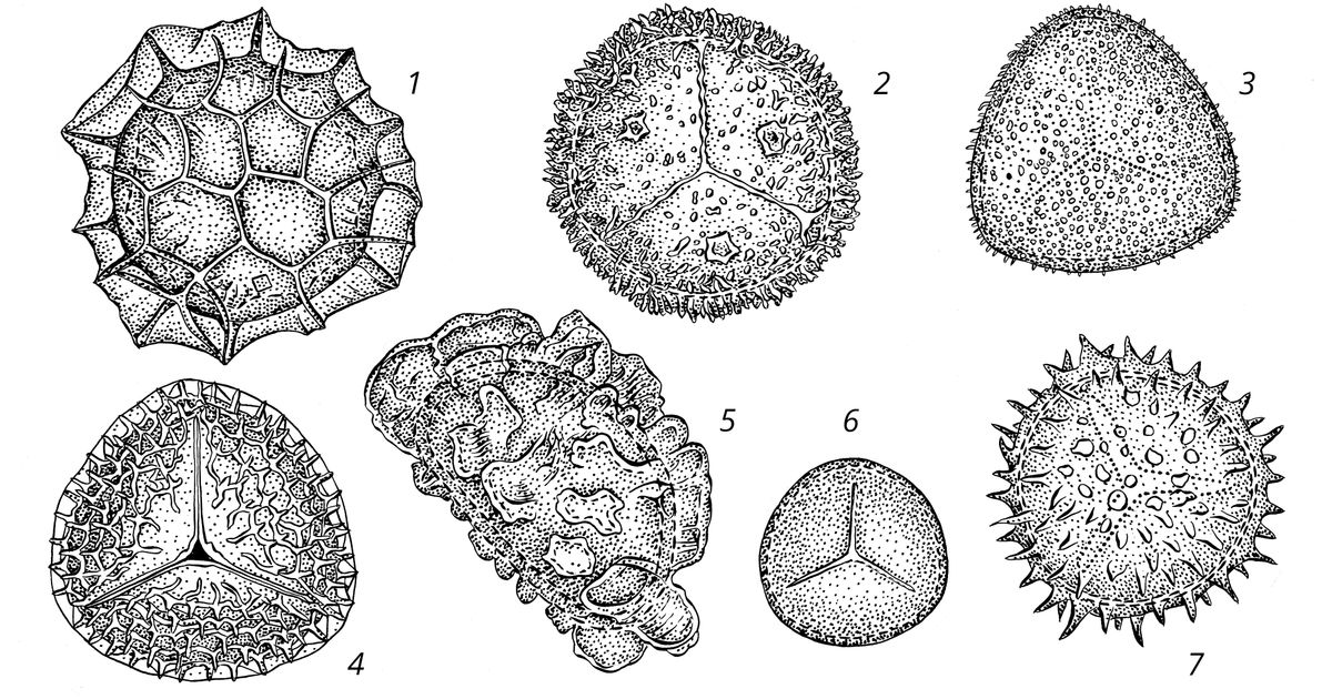 Споры. Большая российская энциклопедия