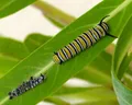 Линька гусеницы бабочки Монарх (Danaus plexippus)