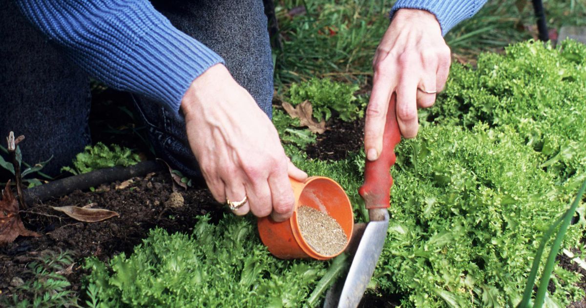 Подкормка растений. Большая российская энциклопедия