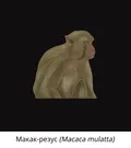 Макак-резус