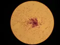 Стрептококки. Streptococcus lactis