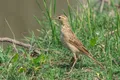 Степной конёк (Anthus richardi)