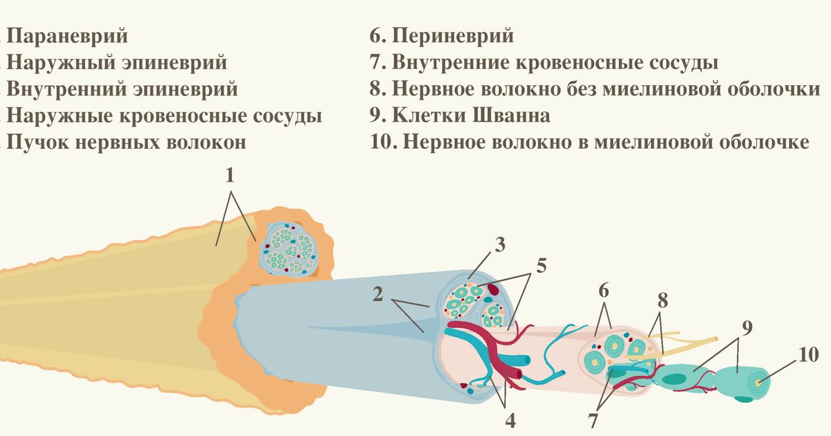 Нервы. Большая российская энциклопедия
