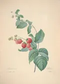 Малина обыкновенная (Rubus idaeus). Ботаническая иллюстрация