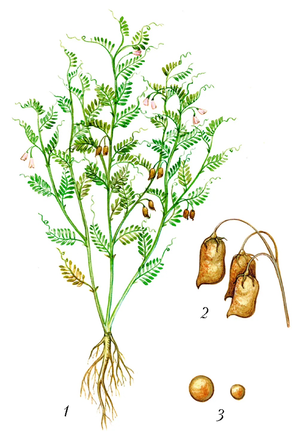 Чечевица пищевая растение