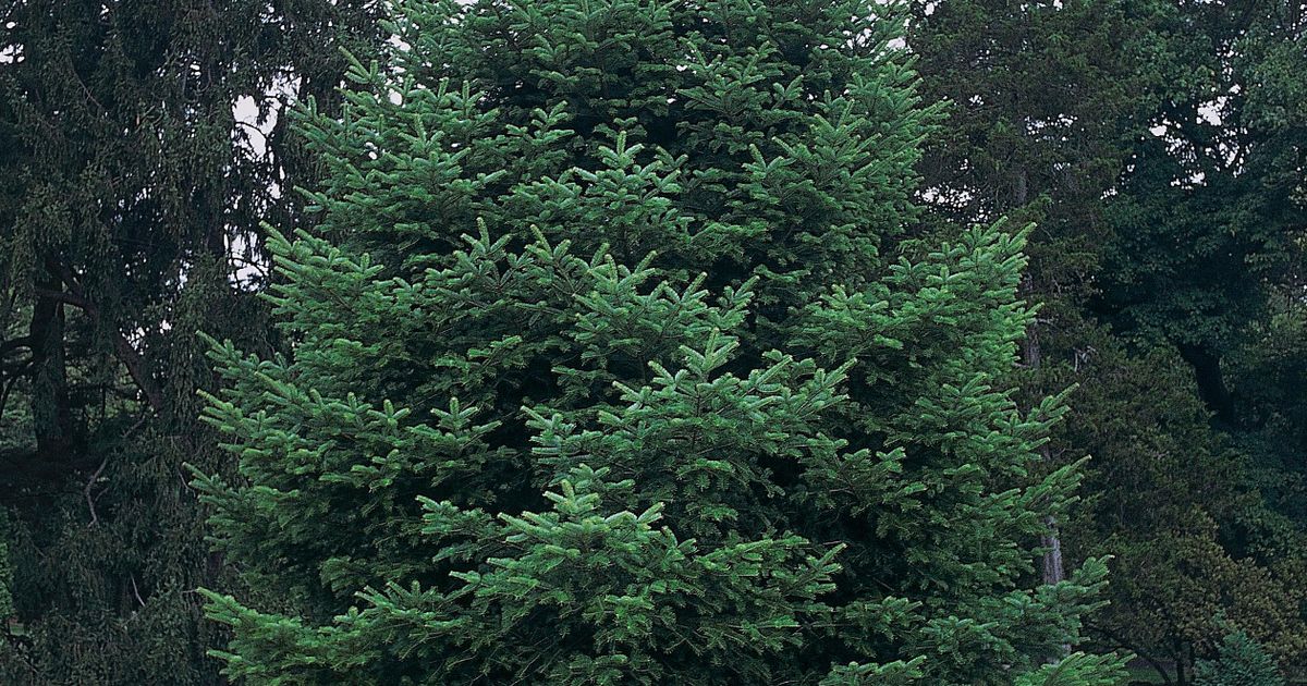 Пихта цельнолистная. Большая российская энциклопедия