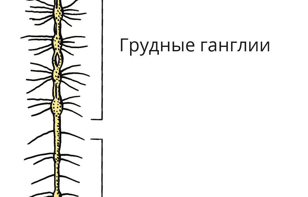 Ганглий. Большая российская энциклопедия