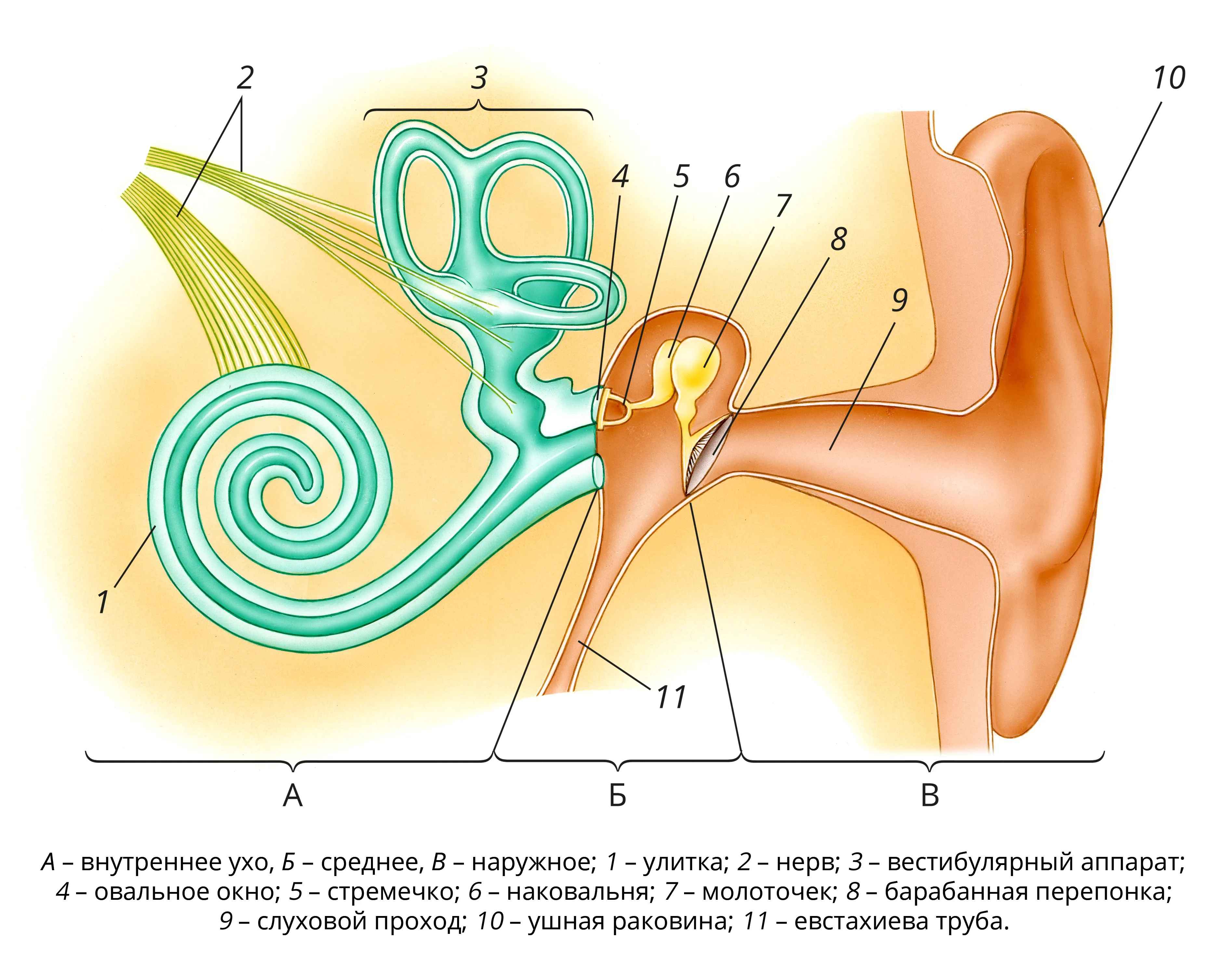 Улитка слухового аппарата. Строение уха рис 139. Строение уха человека. Строение внутреннего уха человека. Схема строения внутреннего уха.