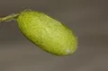 Кокон японского дубового шелкопряда (Antheraea yamamai)