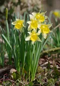 Нарцисс. Нарцисс ложный (Narcissus pseudonarcissus)
