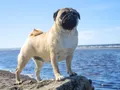 Мопс абрикосового окраса