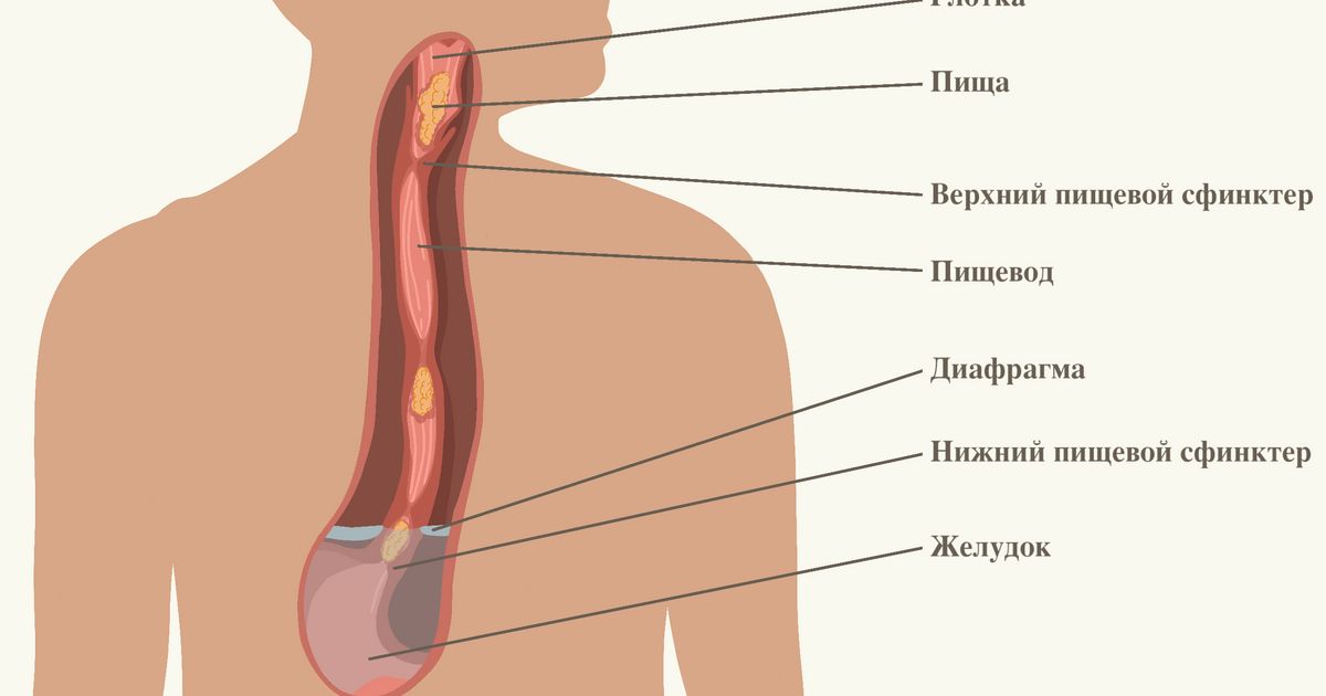 Пищевод. Большая российская энциклопедия