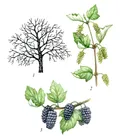 Шелковица (Morus). Ботаническая иллюстрация