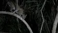 Оцелот (Leopardus pardalis) в поисках добычи