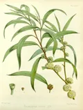 Эвкалипт блестящий (Eucalyptus nitida). Ботаническая иллюстрация