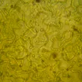 Цианобактерии рода носток (Nostoc)