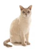 Тонкинская кошка 