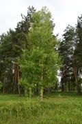 Осина (Populus tremula). Общий вид