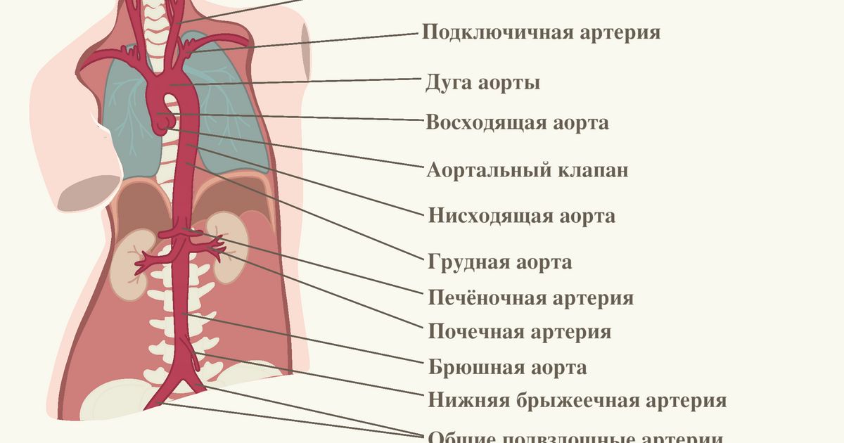 Схема артерий отходящих от аорты