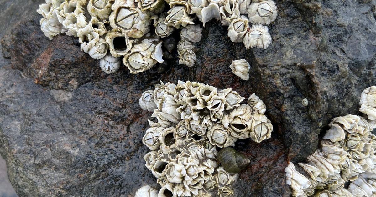 Морские жёлуди. Большая российская энциклопедия