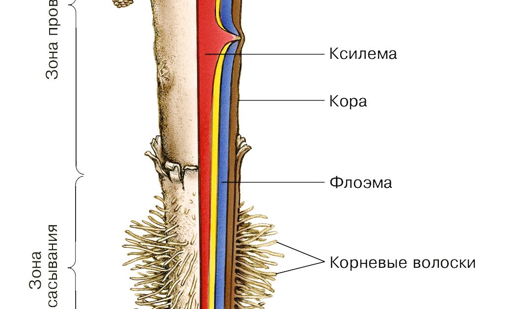 Корень (в биологии). Большая российская энциклопедия