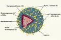 Схема строения парамиксовирусов (Paramyxoviridae)