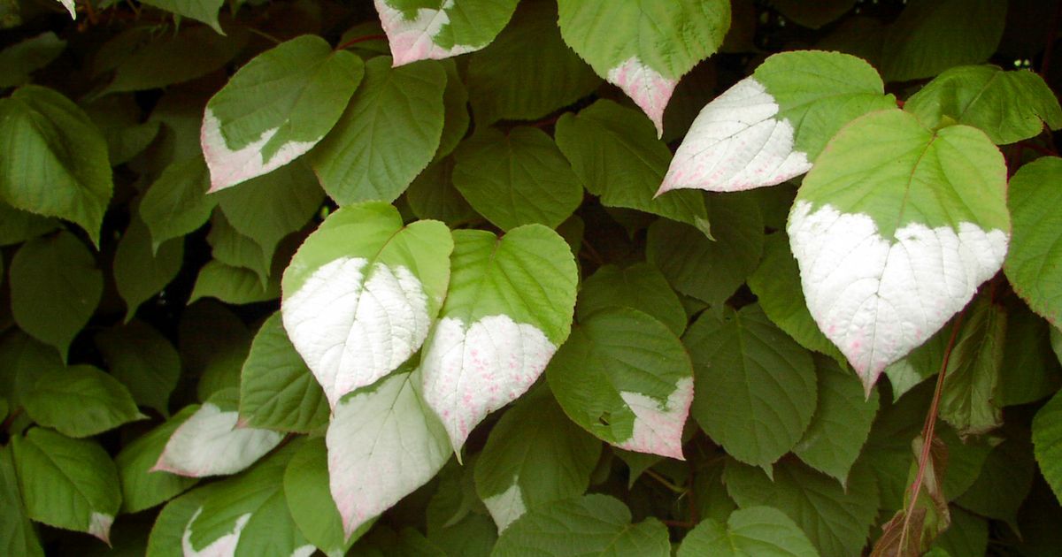 Актинидия коломикта. Большая российская энциклопедия