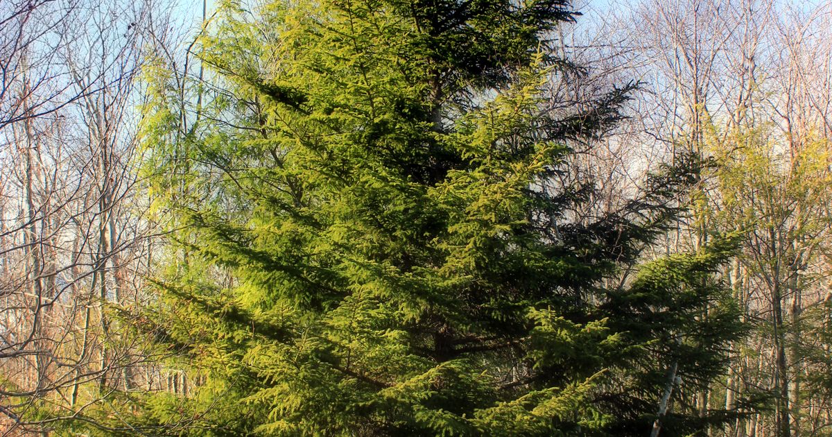 Ель красная. Большая российская энциклопедия