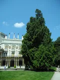 Туя гигантская (Thuja plicata) в парке замка Глубока, Глубока-над-Влтавоу (Чехия)