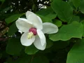 Цветение магнолии Зибольда (Magnolia sieboldii)