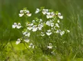 Очанка лекарственная (Euphrasia officinalis)