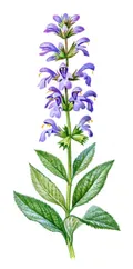 Шалфей. Шалфей лекарственный (Salvia officinalis)