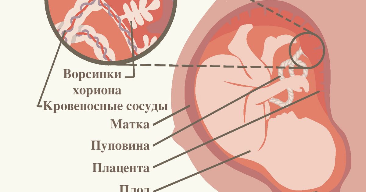 Плод (в анатомии). Большая российская энциклопедия