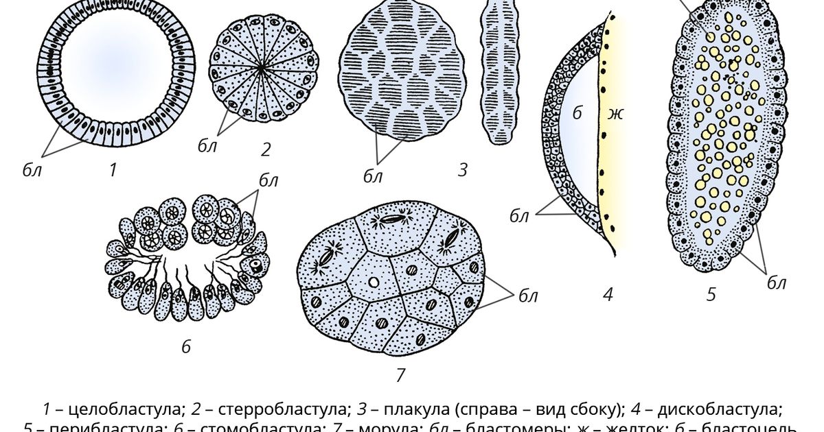 Бластула. Большая российская энциклопедия