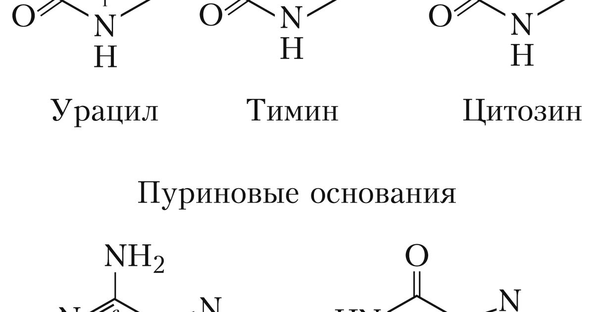 Азотистые основания. Большая российская энциклопедия