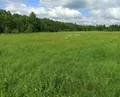 Луг злаково-разнотравный