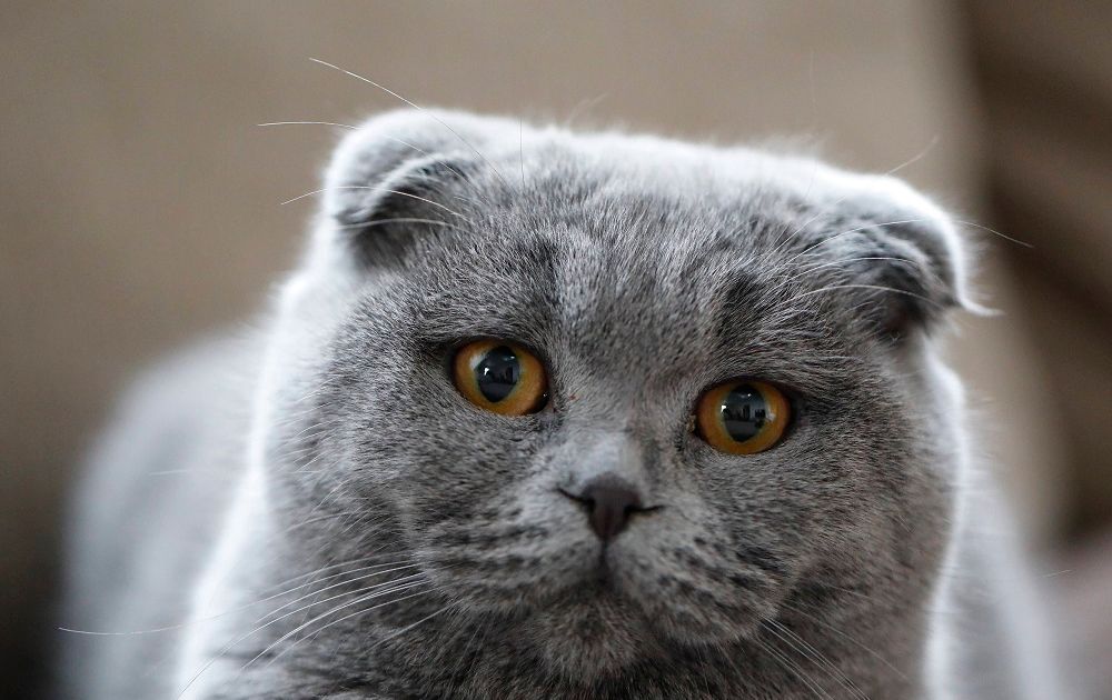 Шотландская вислоухая кошка. Большая российская энциклопедия
