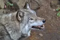 Клыки серого волка (Canis lupus)