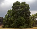 Так­со­диу­м мек­си­кан­ский (Taxodium mucronatum)