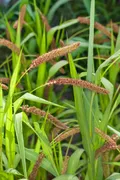 Чумиза (Setaria italica var. italica). Соцветие