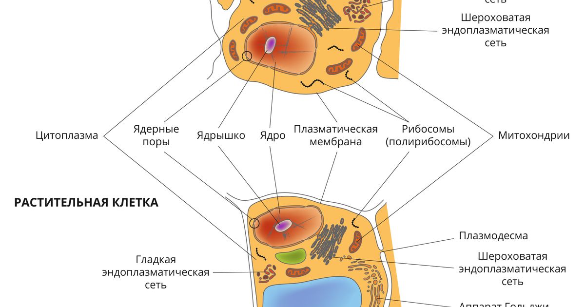Клетка (в биологии). Большая российская энциклопедия