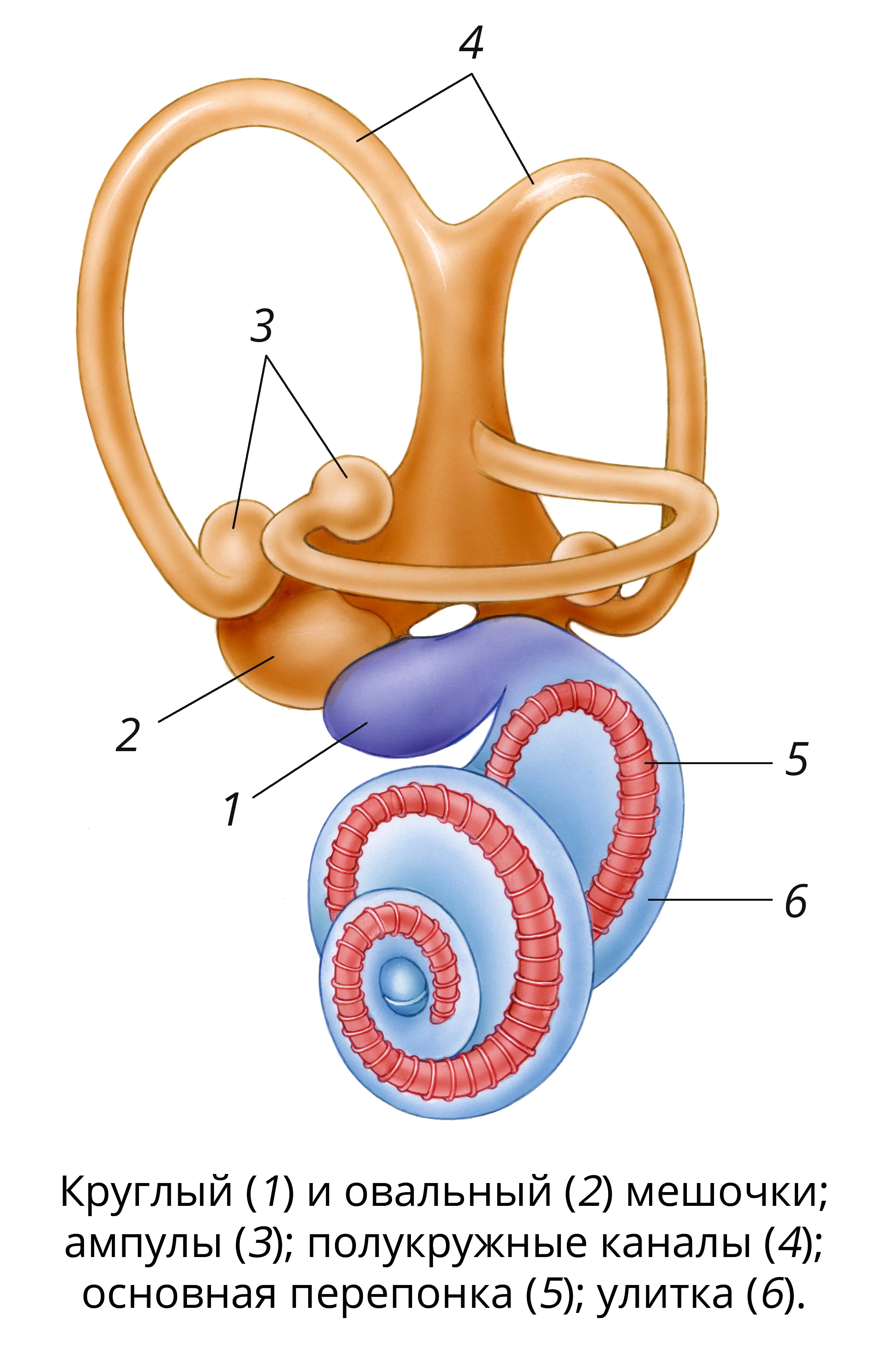 Строение и функции вестибулярного аппарата рисунок