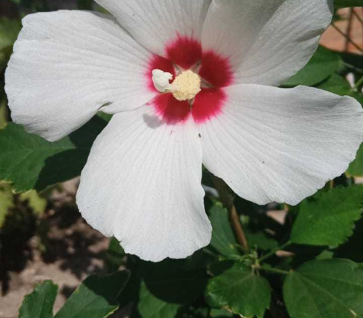 Гибискус сирийский. Большая российская энциклопедия