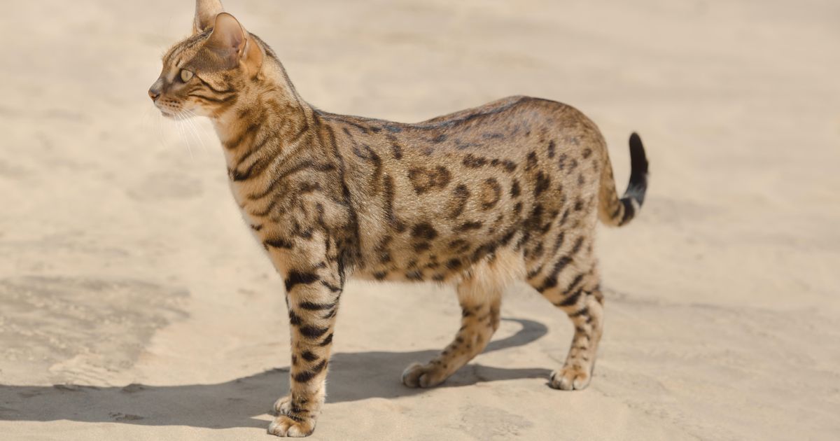 Селекция. Большая российская энциклопедия