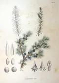 Можжевельник твёрдый (Juniperus rigida). Ботаническая иллюстрация