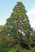 Секвойядендрон. Секвойядендрон гигантский (Sequoidendron giganteum).