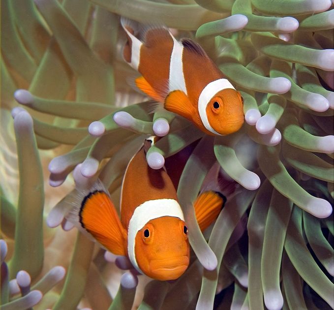 Симбиоз. Большая российская энциклопедия