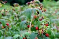 Малина (Rubus idaeus)