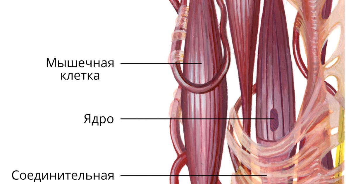 Гладкие мышцы. Большая российская энциклопедия